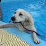 The 7 most highly rated dog ramps for pools and boats
