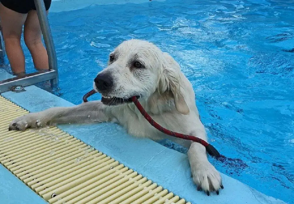 The 7 most highly rated dog ramps for pools and boats