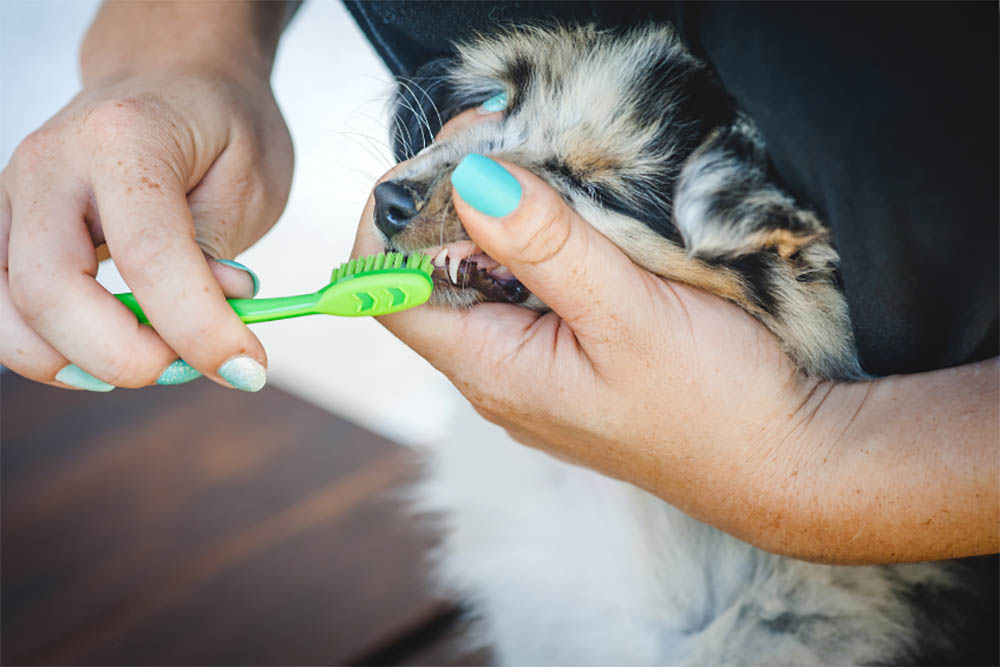 What Causes Puppy Breath