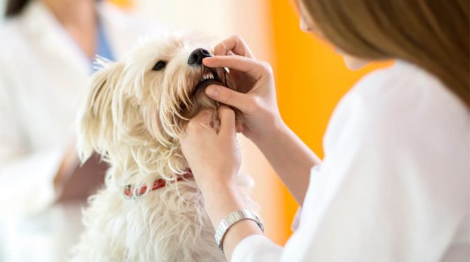 What causes puppy breath (+ what does it smell like)