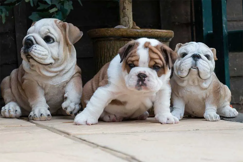 What is the average litter size of an english bulldog