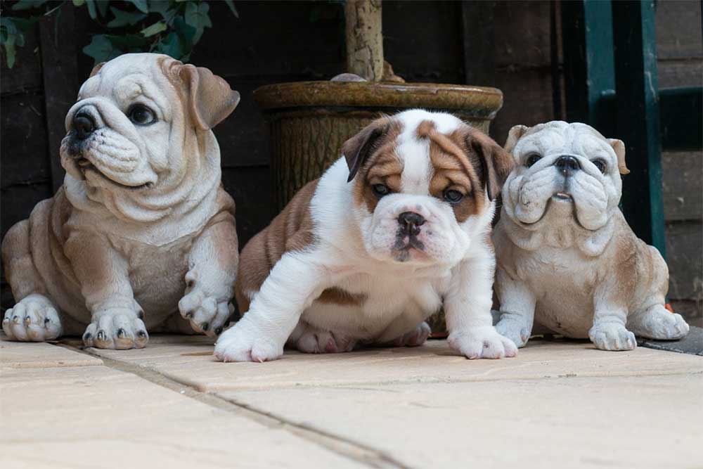 What is the average litter size of an english bulldog