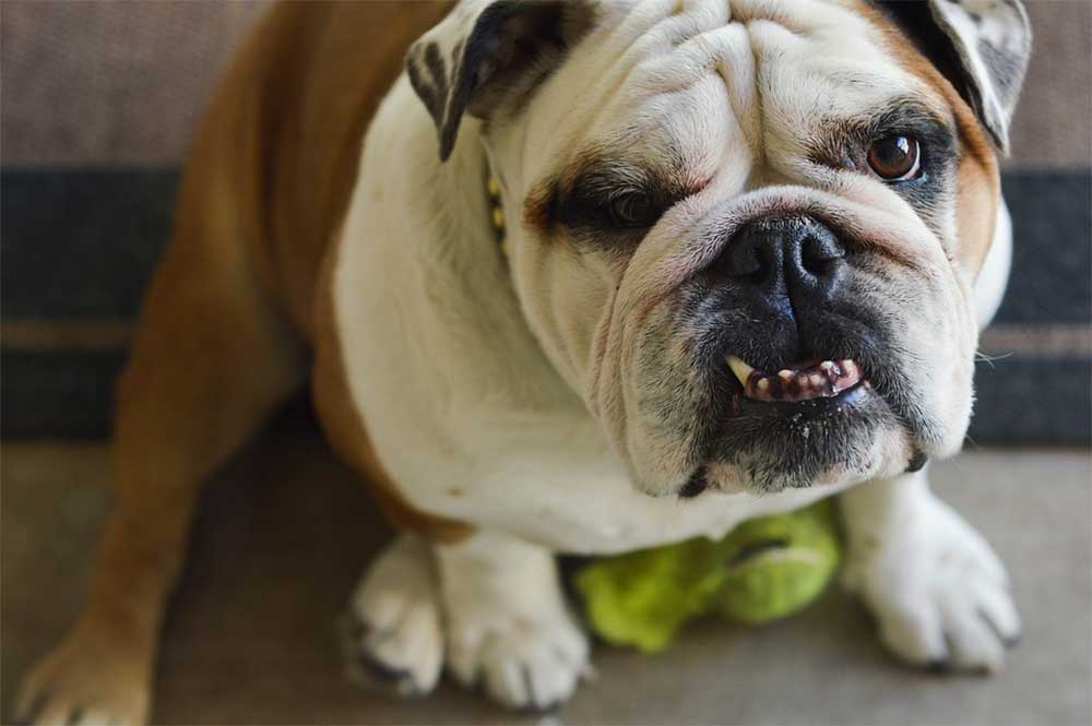What is the Average Litter Size of an English Bulldog? PetDT