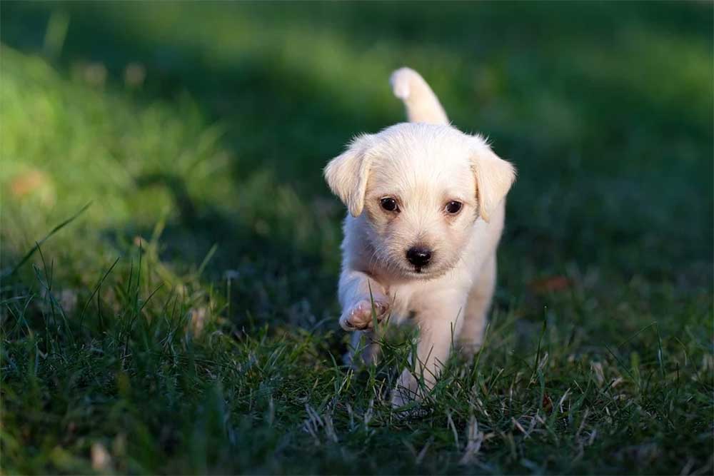 how often should you walk your wetterhoun puppy