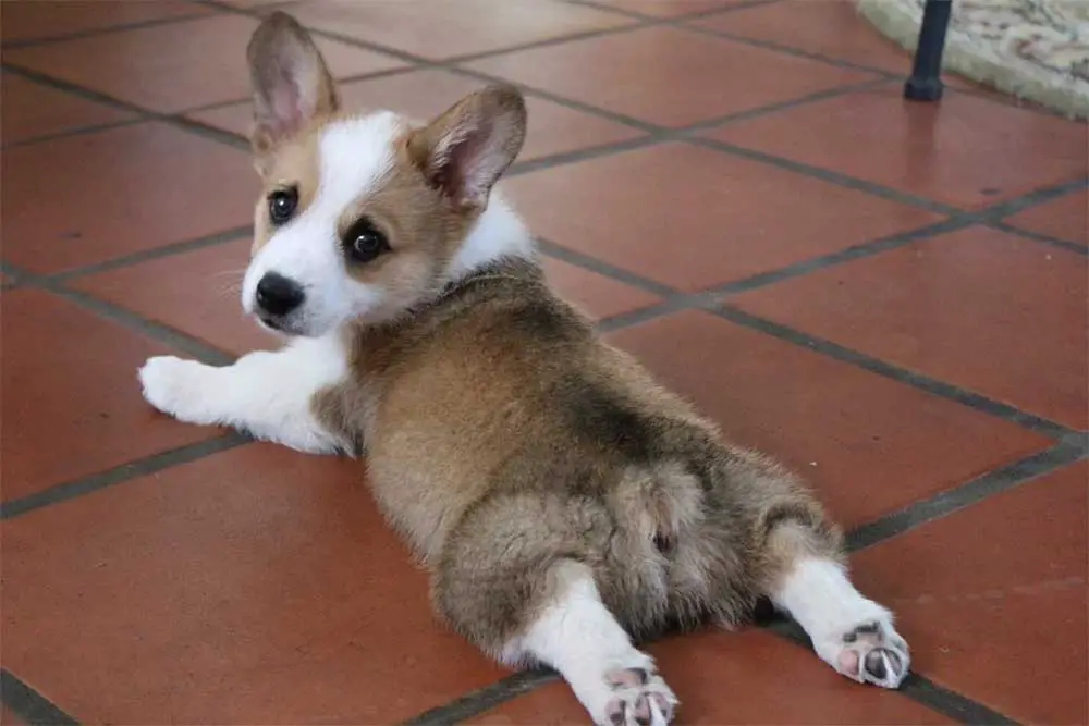 When do corgi puppy ears stand up