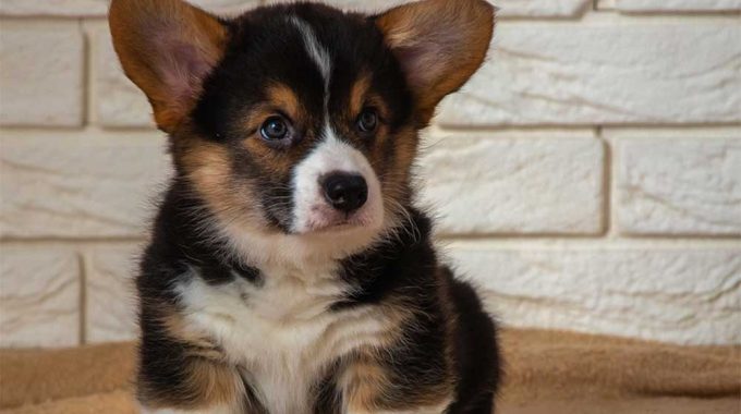 When do corgi puppy ears stand up. Jpgk