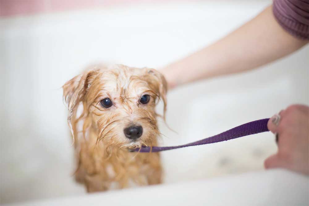 When to put flea medicine on a dog after a bath. Jpg1