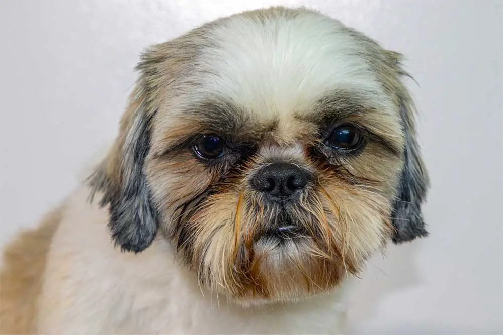 Why are my shih tzus eyes red or bloodshot