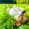 Why do dogs like to lay in the sun sunbathe
