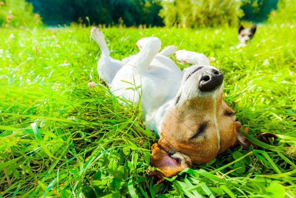 Dog sun bathing