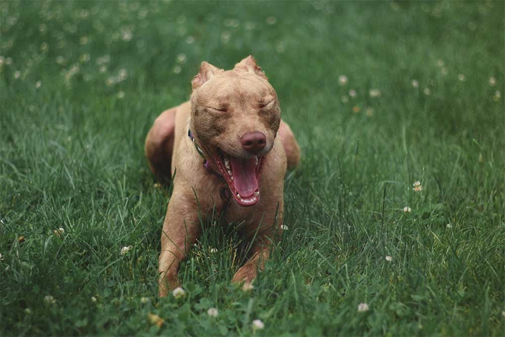 Why do pitbulls get the zoomies run around like crazy. Jpg1