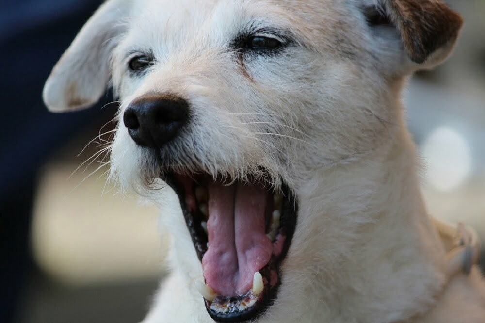 can dogs smell with their mouth