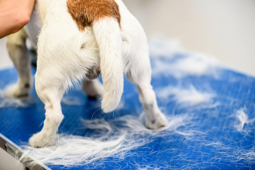 Why Is My Dog’s Tail Between Their Legs? Answered! - PetDT