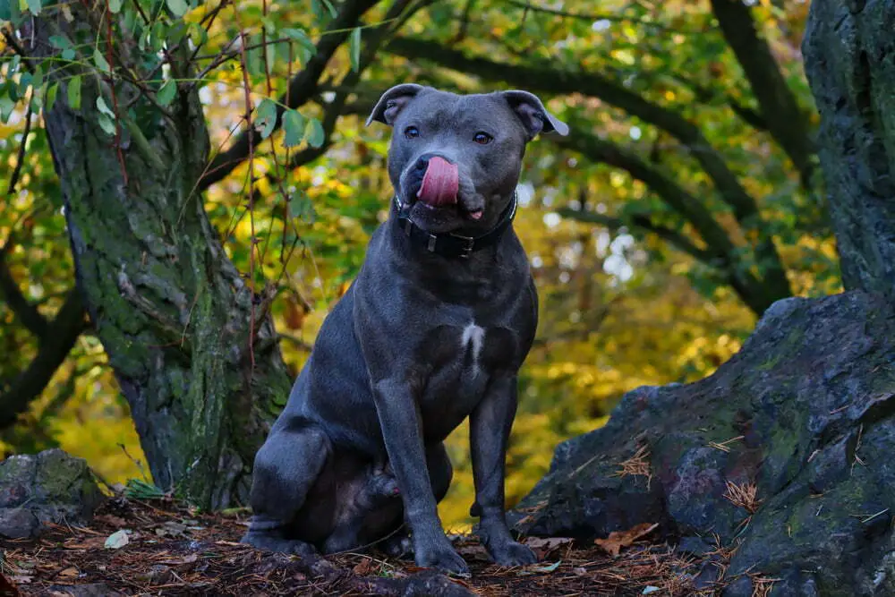 Staffies Sit Funny