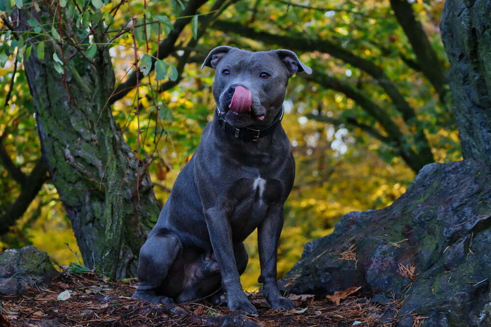 Staffies sit funny