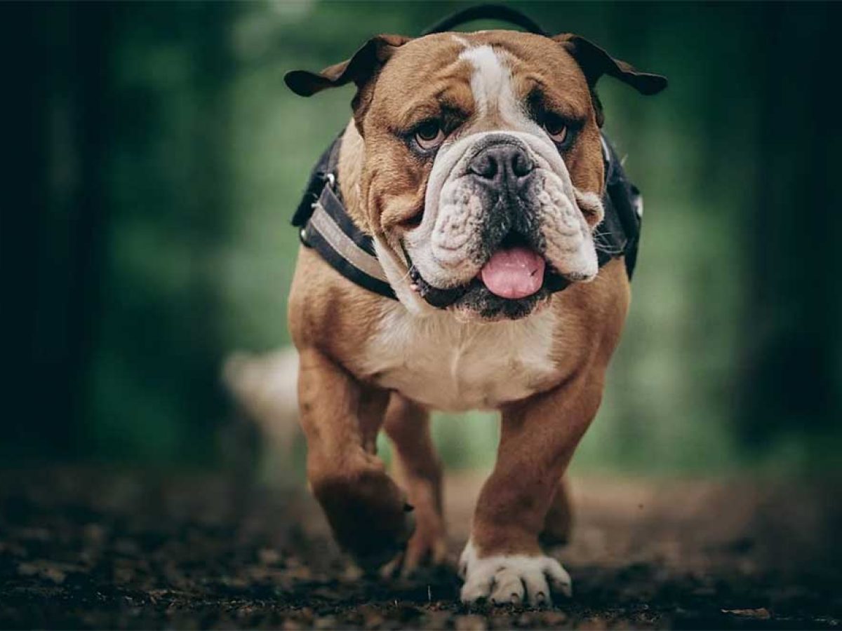 are english bulldogs prone to hip dysplasia