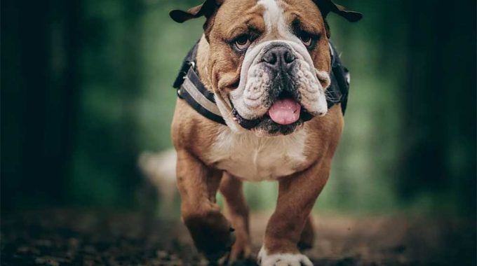 Why is my english bulldog limping