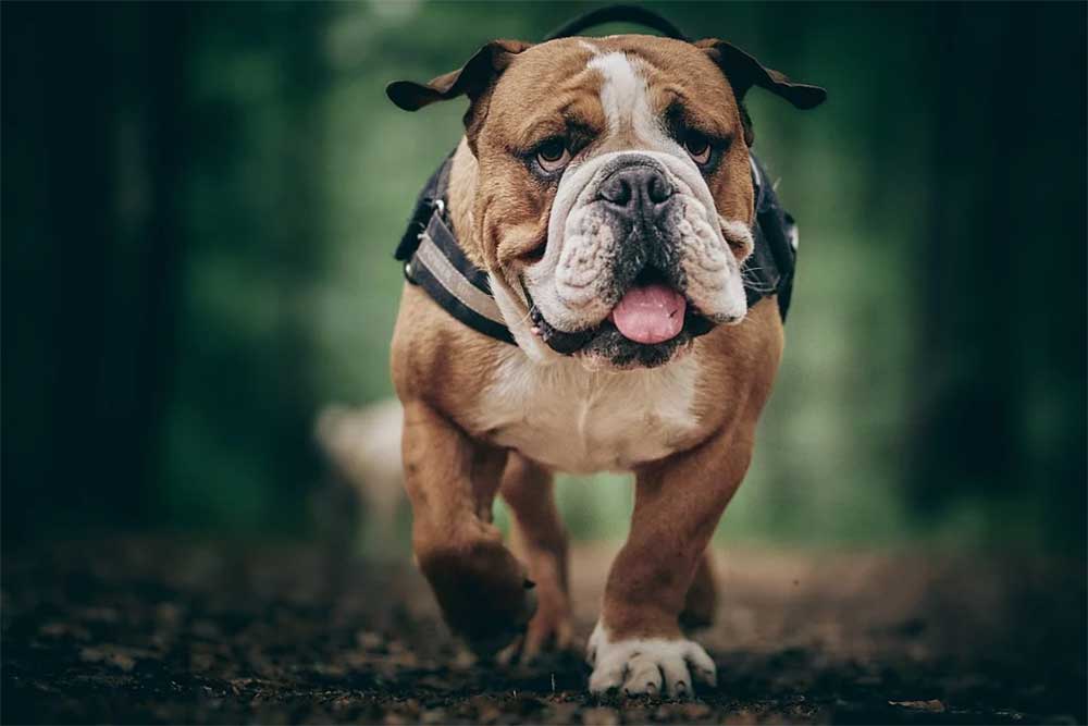 Why is my English Bulldog Limping? The Common Causes for