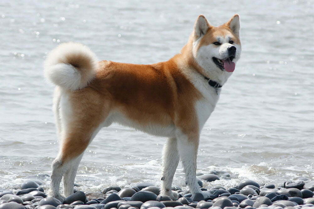 Akita