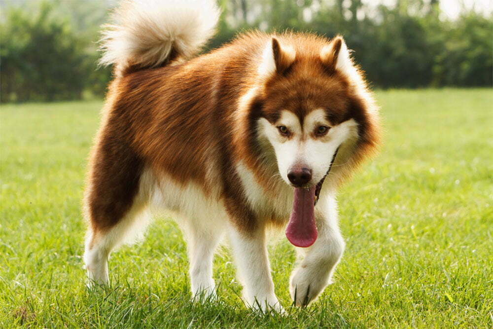 Alaskan malamute guide