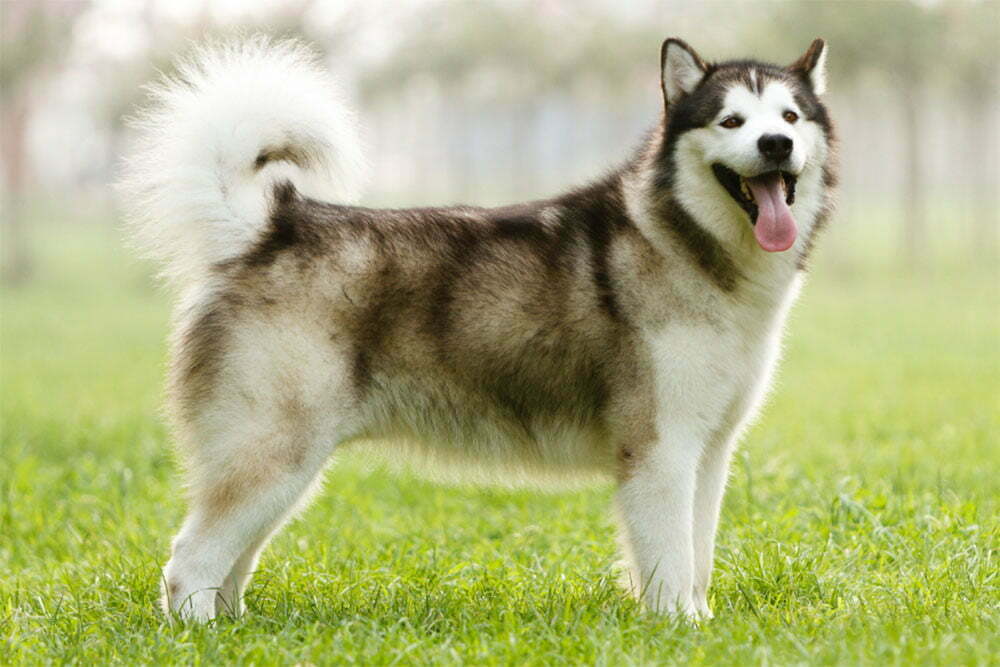 Alaskan malamute ultimate guide