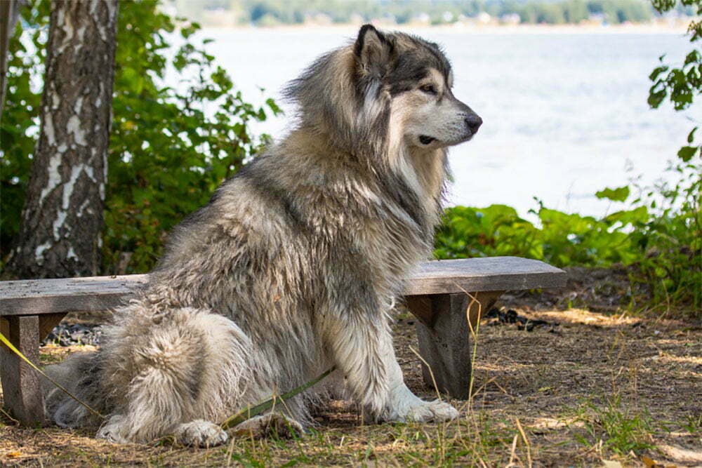 Alaskan malamute