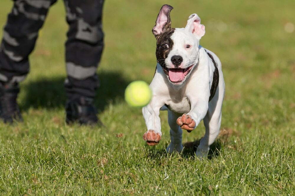 American bulldog