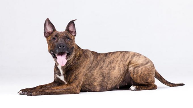 American staffordshire terriers - the ultimate guide