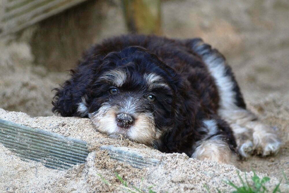 Aussiedoodle the ultimate guide