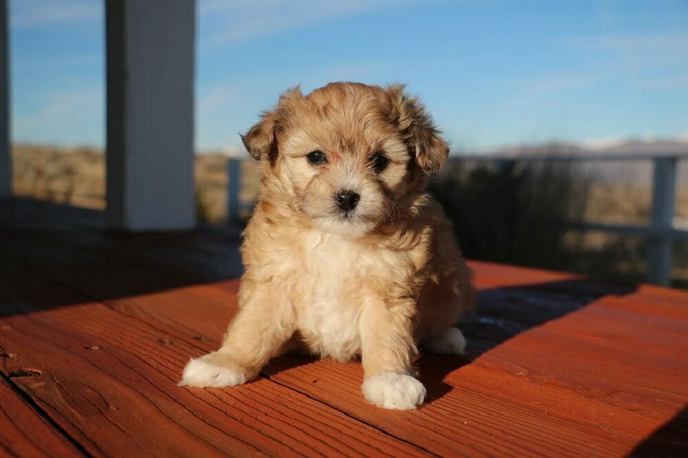 Aussiedoodle the ultimate guide1