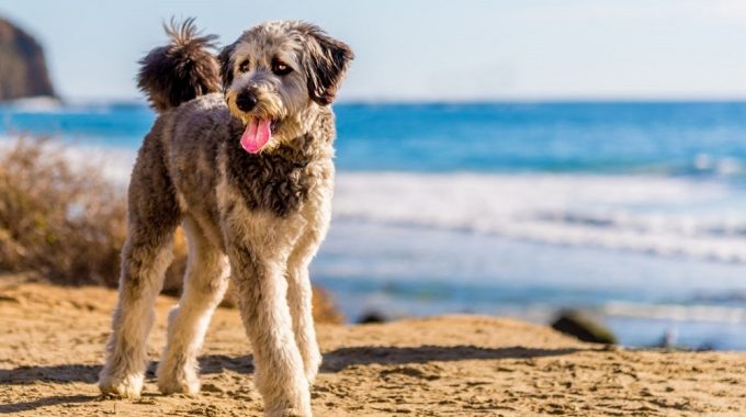 Aussiedoodle the ultimate guide2 copy