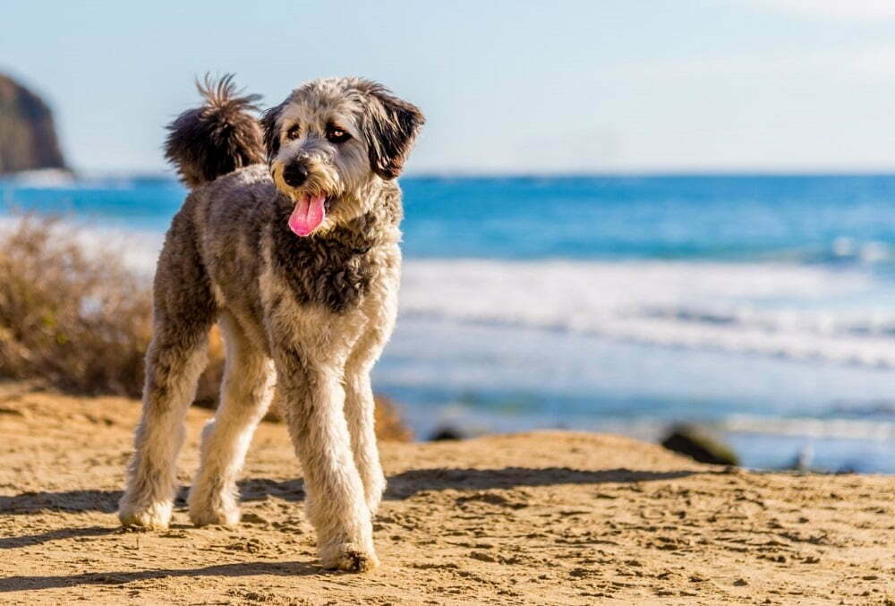 Aussiedoodle the ultimate guide2 copy