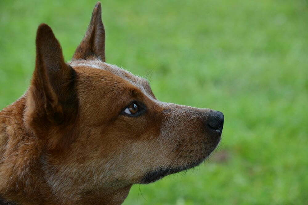 Australian cattle dog the ultimate guide1