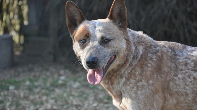 Australian cattle dog the ultimate guide2