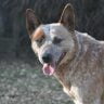 Australian cattle dog the ultimate guide2