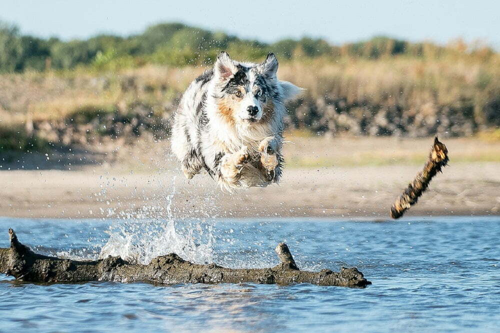 Australian shepherd