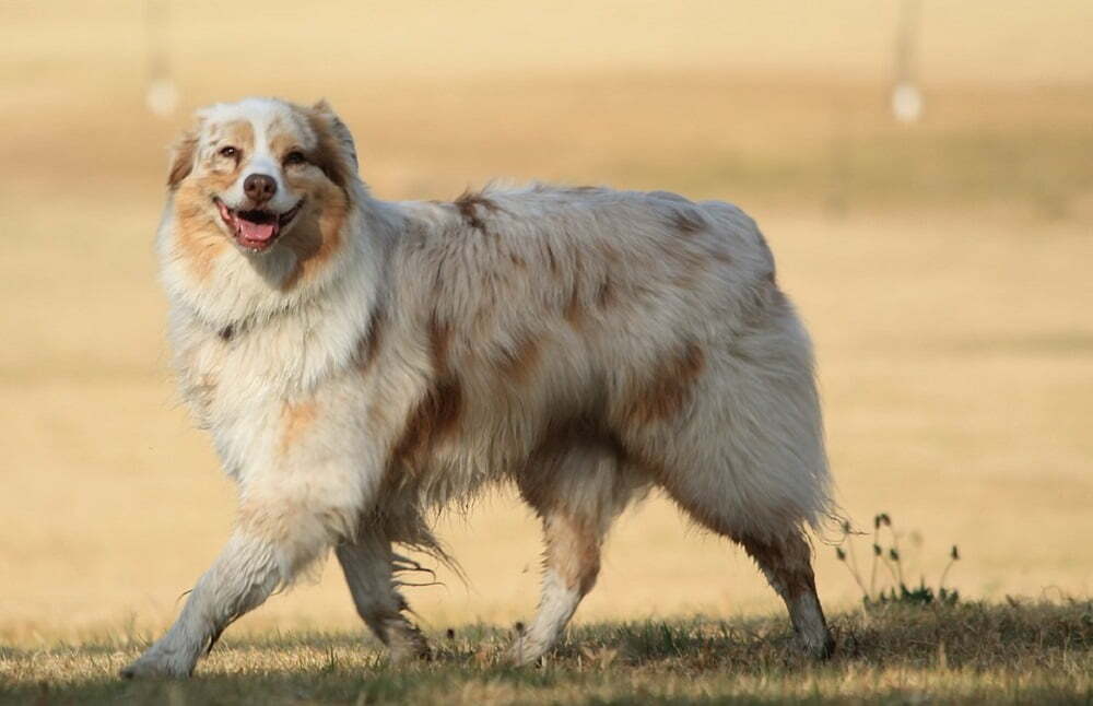 Australian shepherd