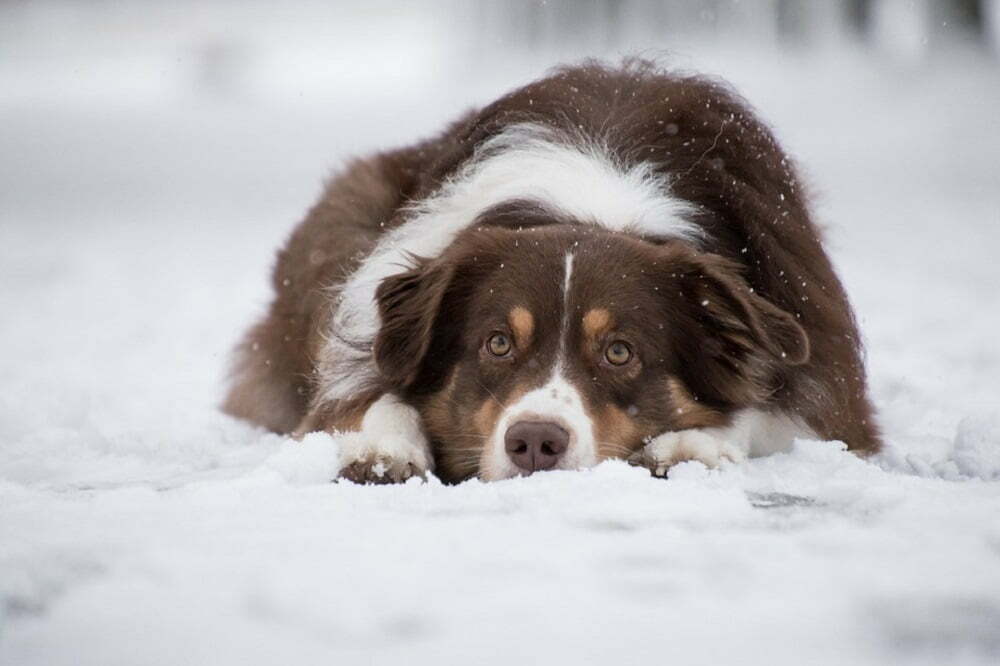 Australian shepherd