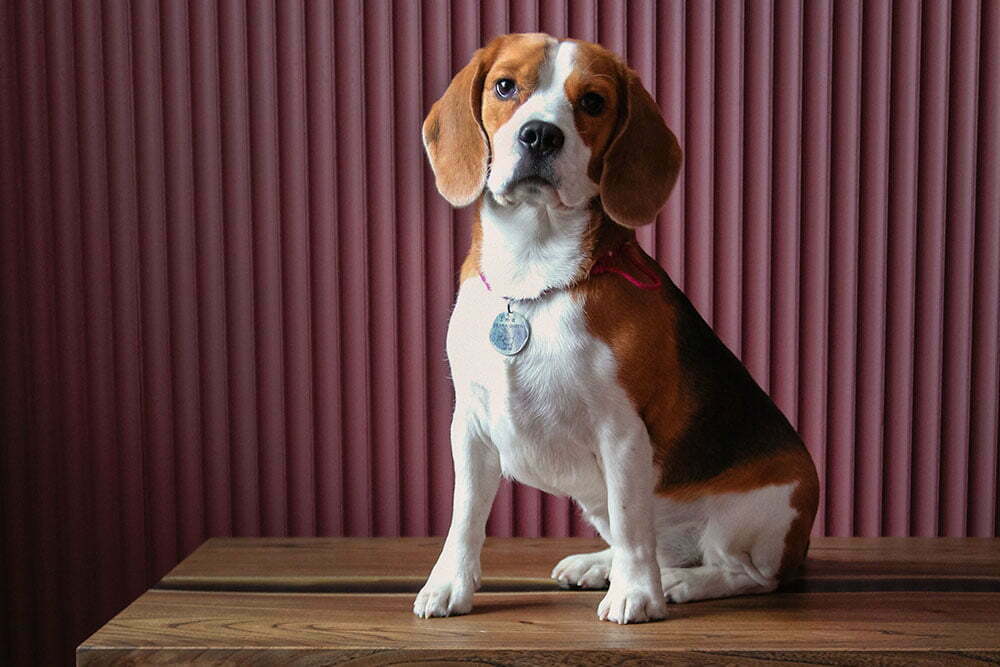 Beagle