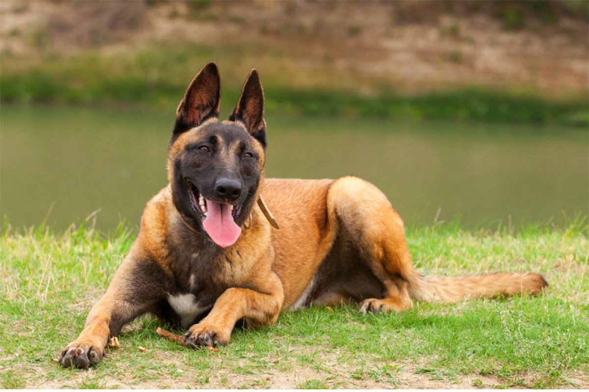 Are Belgian Malinois A Aggressive Breed