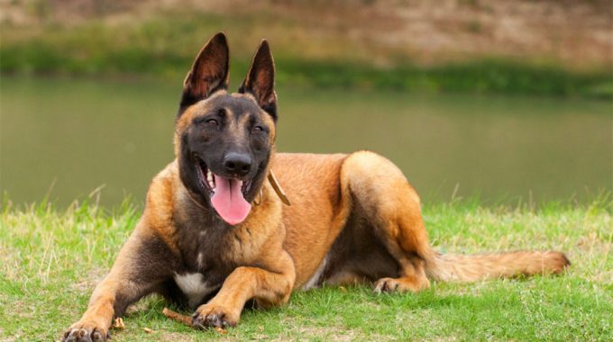 Belgian malinois the ultimate guide