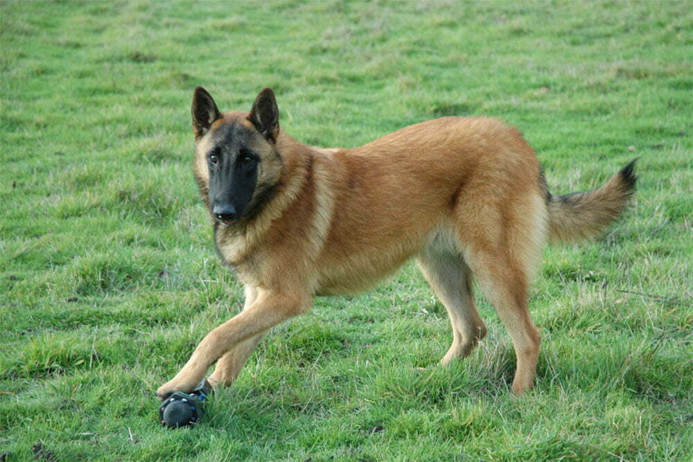 Belgian malinois.