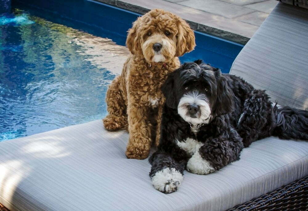 Bernedoodle