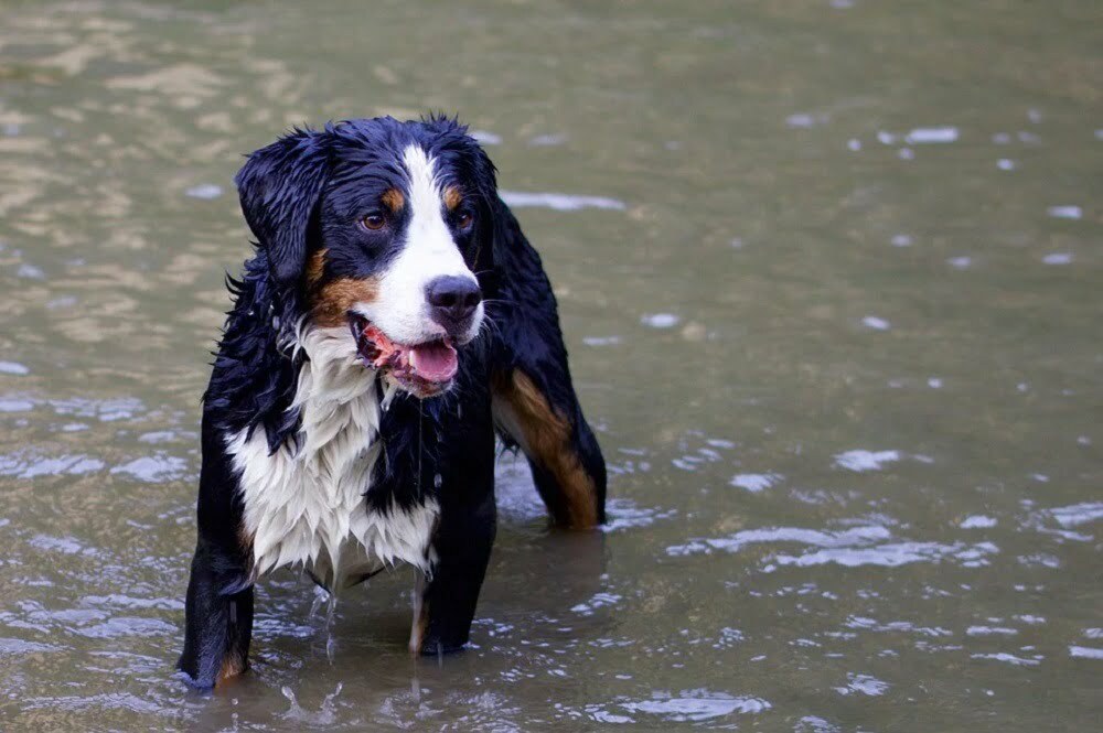 Bernese mountain dog