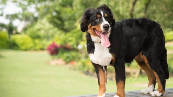 Bernese mountain dog the ultimate guide1