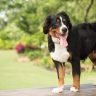Bernese mountain dog the ultimate guide1