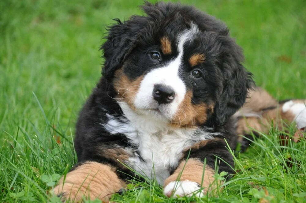 Bernese mountain dog