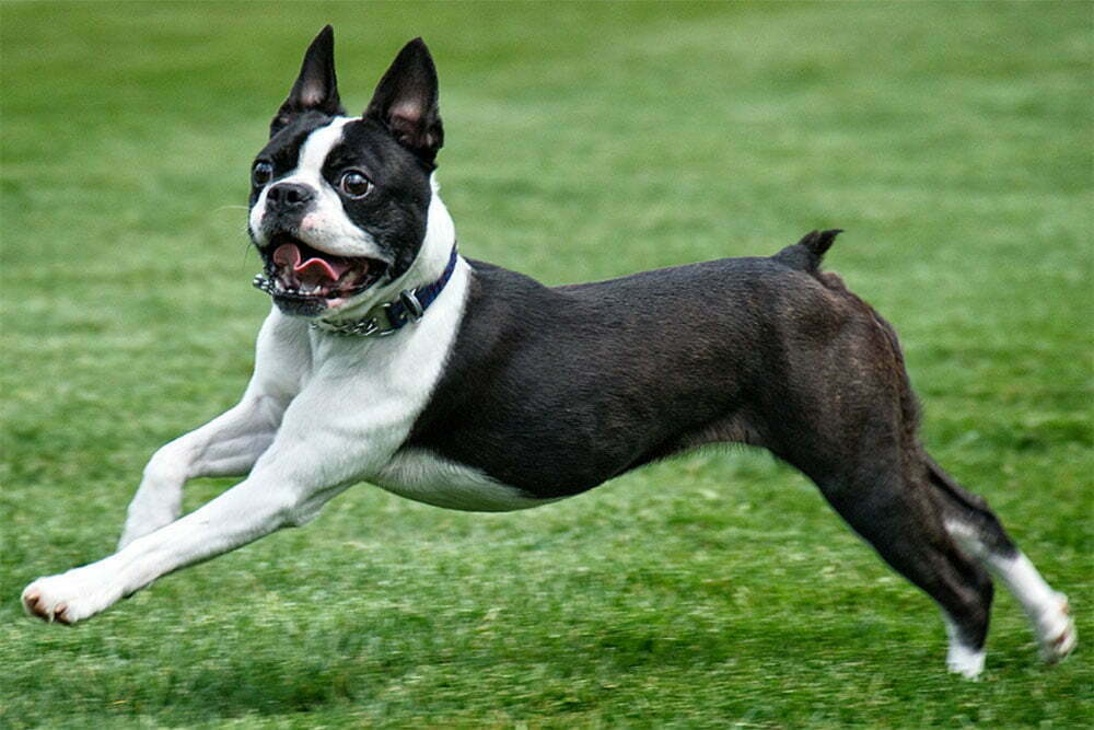 Boston terrier guide