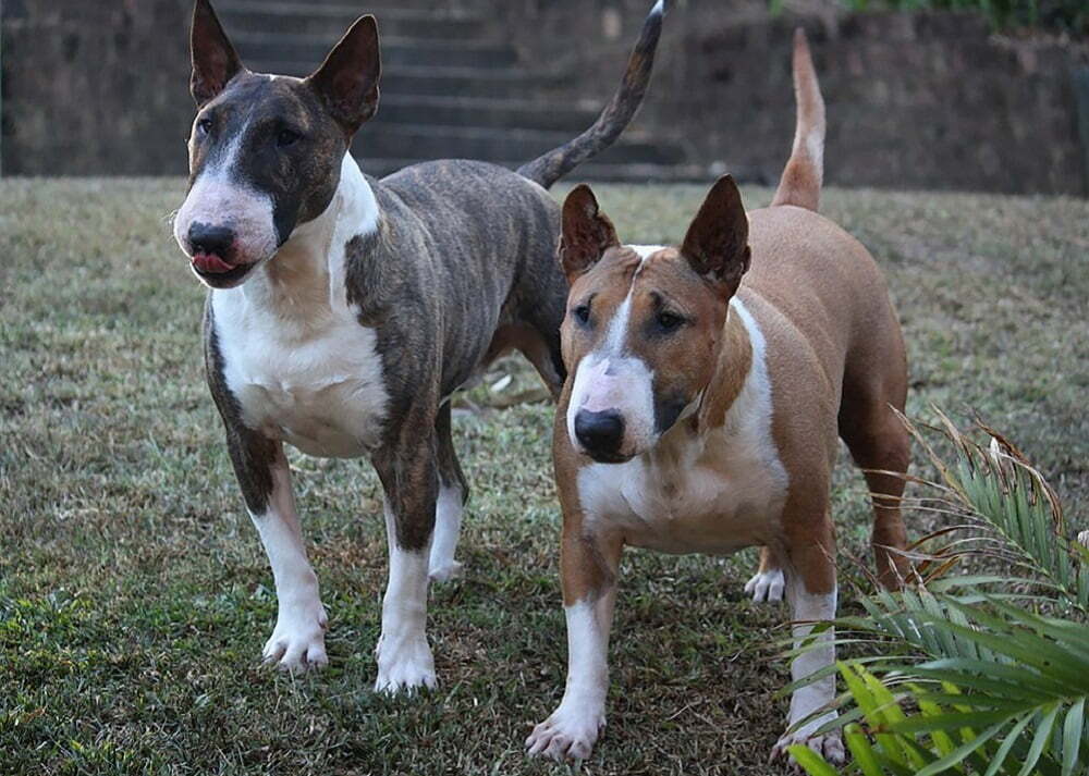 Bull terrier