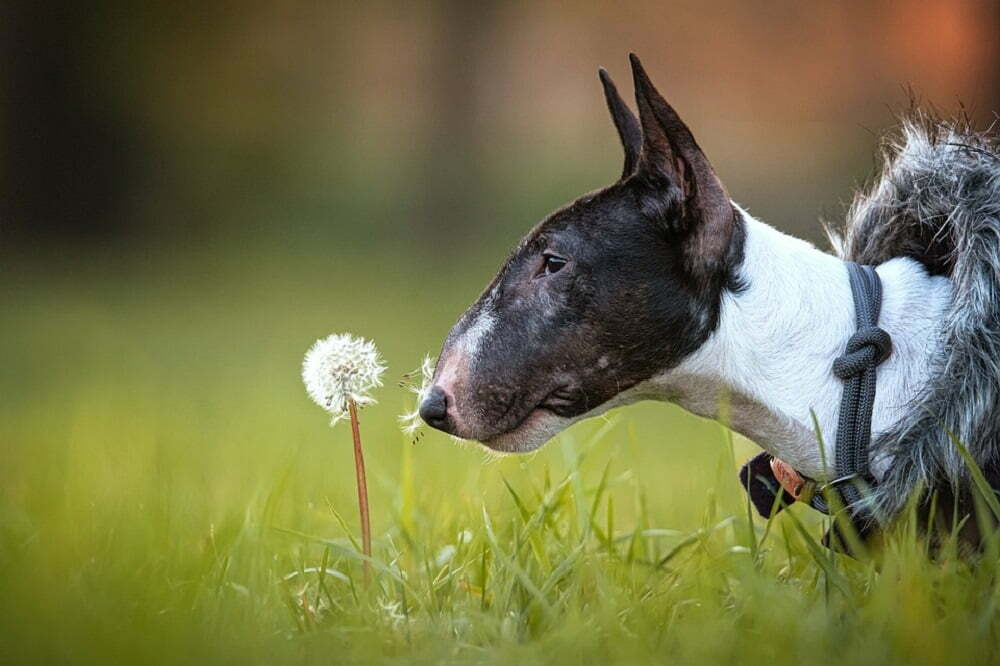 do miniature bull terriers bark a lot